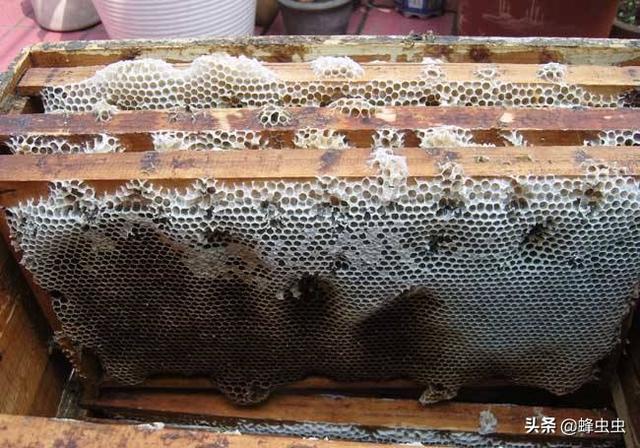 棉虫为害特征是什么，蜜蜂桶里经常长棉虫该怎么办？
