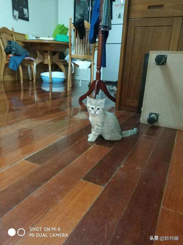 逃出可爱猫咪房间:小猫刚回新家一直躲着不出来怎么办？ 猫咪逃离密室