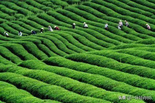 四川 真龙，成都清江花园惊现飞龙是真的吗