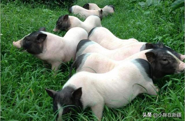 育民村香猪养殖场:哈尔滨巴马香猪养殖场 巴马香猪可以天天酒漕吗？