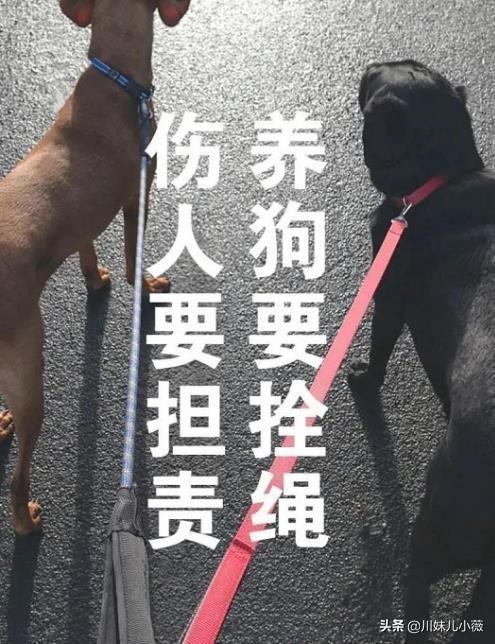 藏獒咬伤姑娘土狗制服藏獒:如何看待女子被藏獒吓撞车，狗主人被判赔100多万？
