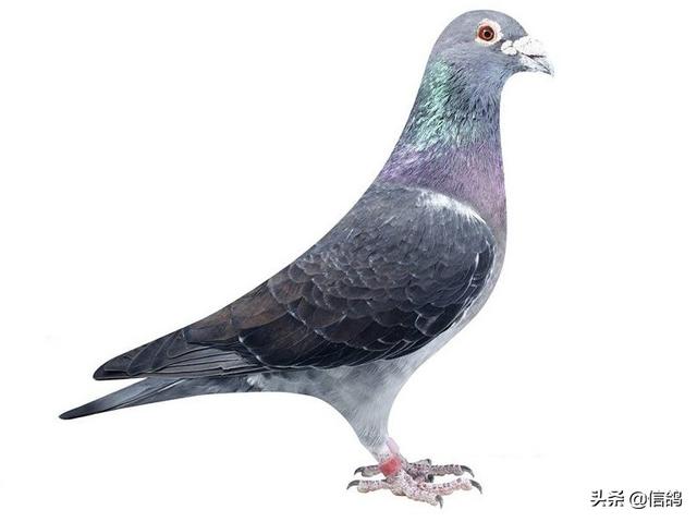 鸽子嗉囊炎该如何防治？插图6