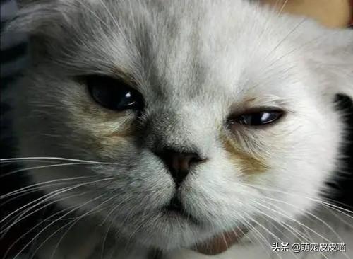 泪腺炎的症状及治疗方法:泪腺炎症状有哪些 猫咪有泪痕会发生什么？怎么治疗？