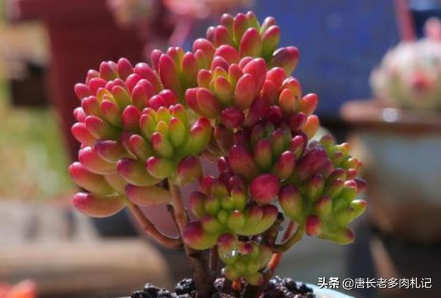 虹之玉 长高 怎么办:虹之玉零下2℃会死吗？为什么？