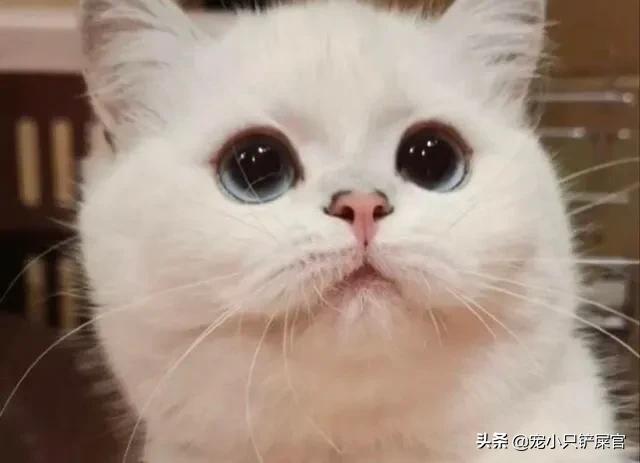 被家猫咬了:小孩被家猫咬到手需要打疫苗吗？