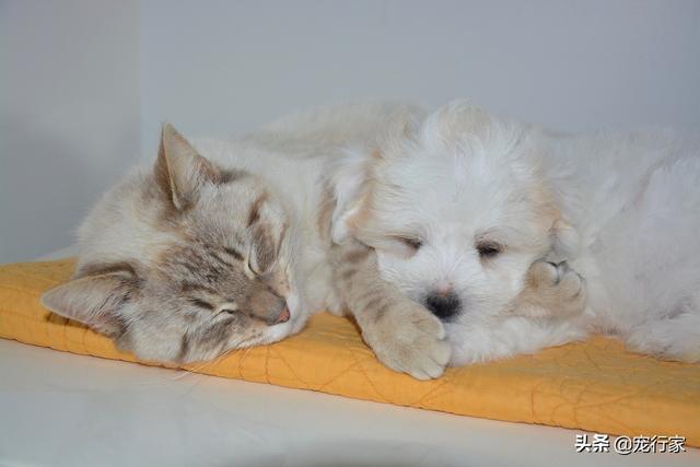 狸花猫宠物知识大全:狸花猫需要每年都打猫三联和狂犬疫苗吗？ 狸花猫花色大全