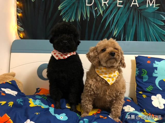 小金毛犬图片:小金毛犬图片大全 小金毛犬得细小有什么症状？