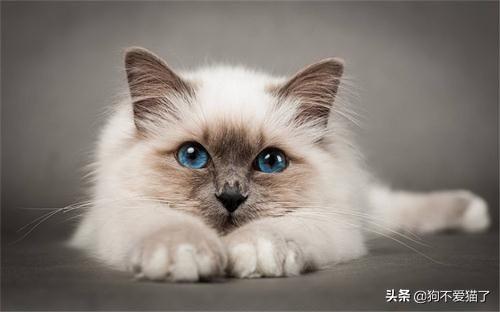 猫咪绝育后照片:刚做完绝育的猫咪不理人，是记恨主人吗？为什么会出现这种情况？