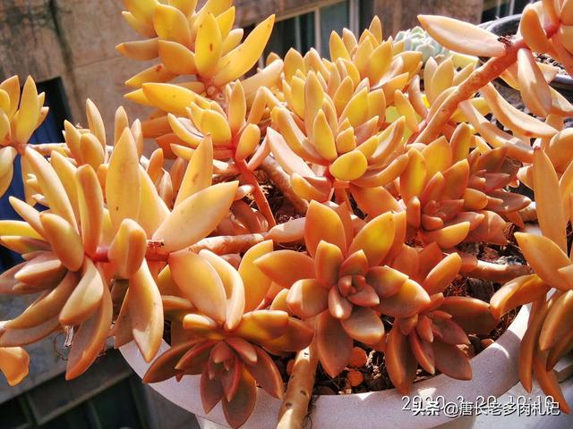 薄雪万年草:薄雪万年草怎么养 多肉黄金草水浇多了怎么补救？