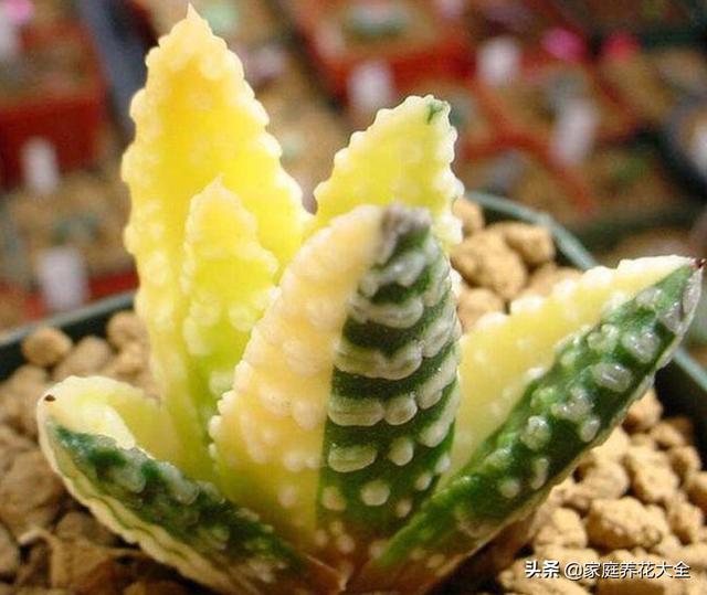 多肉锦化图片王玉珠帘:这是什么品种的多肉植物？