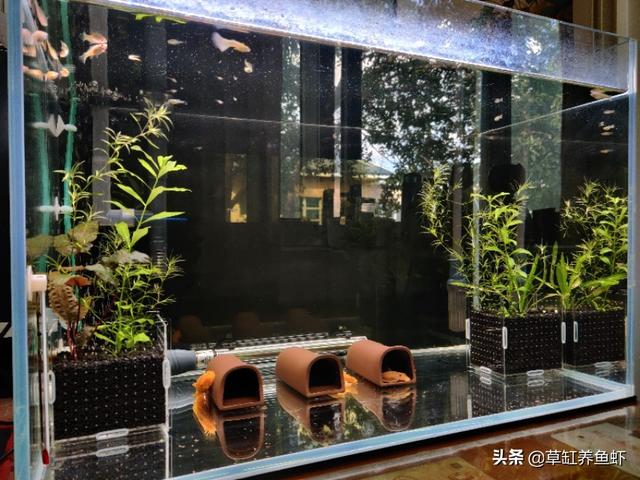 观赏鱼论坛 2000:你养过哪些观赏鱼？好养吗？