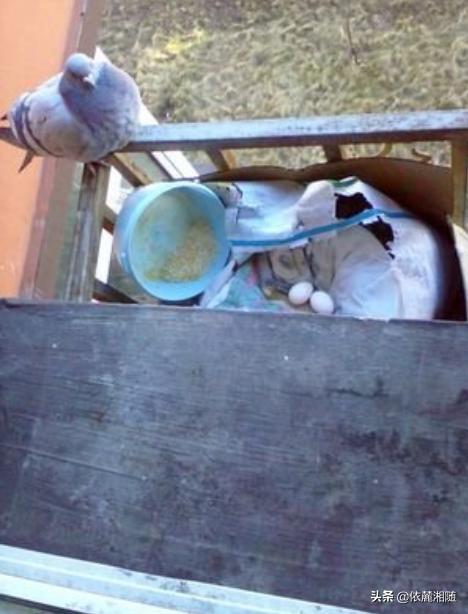 野鸽子和斑鸠是同一种动物吗，家里的窗户外飞来鸽子做窝，能不能去喂如何照顾它们