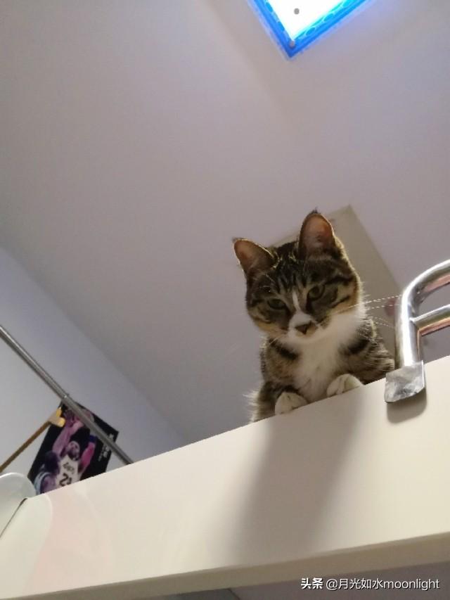 常见宠物猫的品种及图片:第一次养猫，到底选择什么品种比较合适？