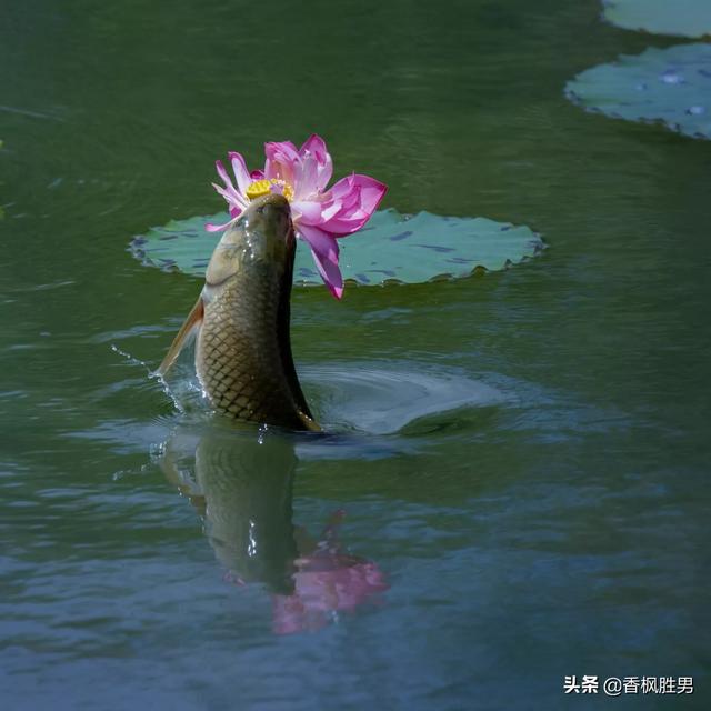 大白兔图片:大白兔图片大全可爱图片卡通 佳能70-300镜头与佳能100-400镜头哪个好？