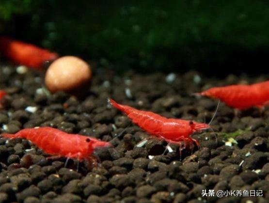 观赏蟹:观赏虾和螃蟹能混养吗？为什么？