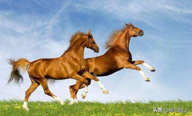 马字的五行属性,属马的人有什么性格特性？