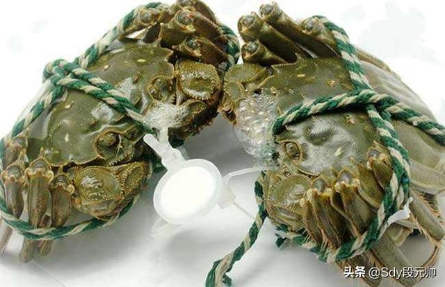 海蟹怎么保存:邻居送了几个螃蟹，怎么保存才好？