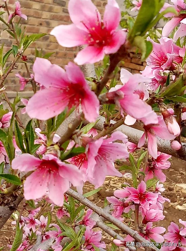 春天冰雪消融麦苗返青,燕子归来,杏花,桃花,油菜花盛开,柳树吐新,梅花