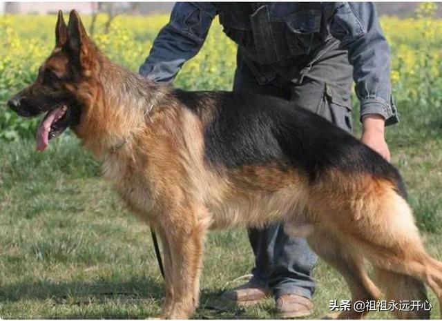 csv德国牧羊犬俱乐部官网苹果手机版:什么地方卖纯种德国黑背狗？ csv德国牧羊犬俱乐部