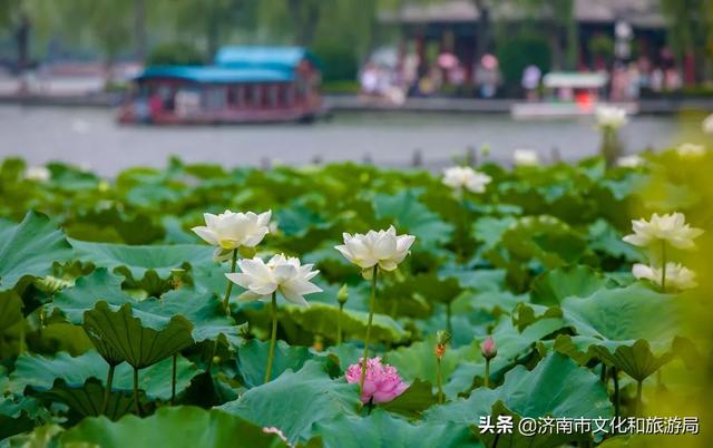 元好问诗词:“有心长作济南人”出自哪位诗人的哪首诗？