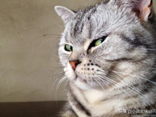 可爱宠物猫名字大全:宠物猫的名字大全起名 新手妹子想养只猫，养什么品种的猫？