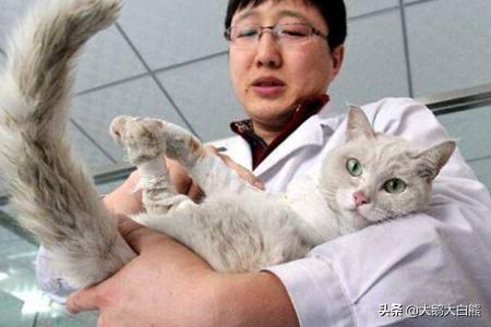 猫咪尿频不喝水:猫咪喝水不多却尿很多次怎么回事？