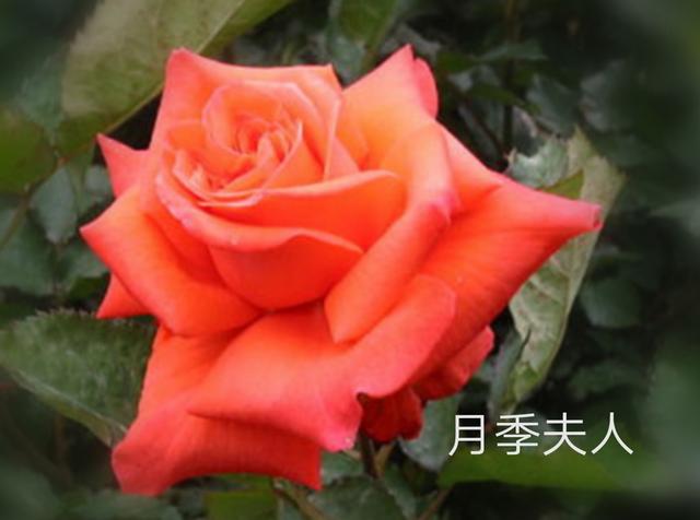 优秀月季花品种介绍百度网:名贵月季十大品种是哪些品种？