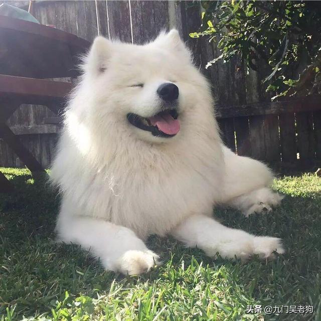 萨摩犬图片大全:你知道萨摩耶有什么缺点吗？