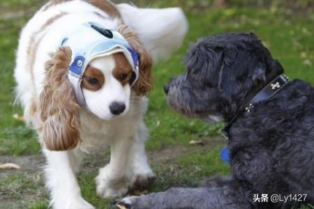 可卡幼犬流眼泪:狗狗为什么总是爱流眼泪？