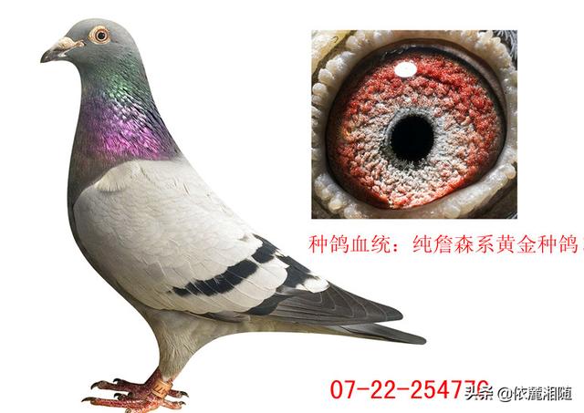 鸽子眼睛形状是血统遗传吗，鸽子一般都是金眼配对，出了一对沙眼一个金眼，那么沙眼该如何