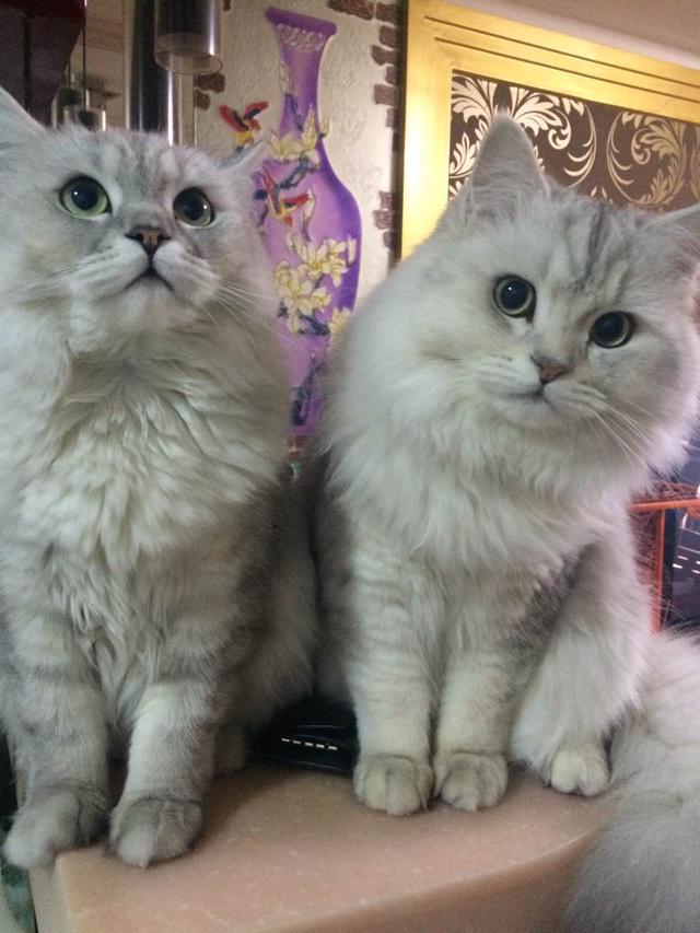 两只小猫咪图片:家中养了两只猫，一只猫暂时送出去几天，另一只是否会有恐惧感？