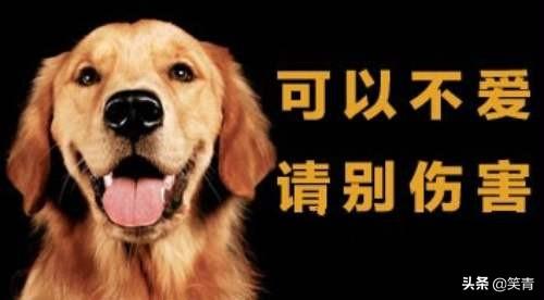 和狗狗做:最“不该”对狗狗做的事情有哪些？
