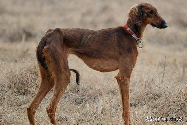 格力狗和猎豹:格力犬跑的快慢原因及怎么选？