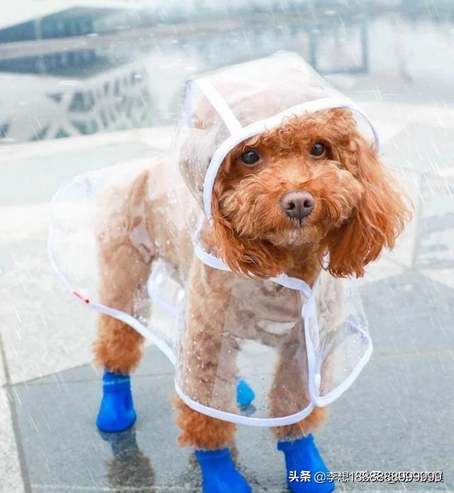 贵妇犬能吃葡萄吗:贵妇犬除了吃狗粮还能吃别的吗 什么食物狗狗不能吃，杀伤力是非常大的？