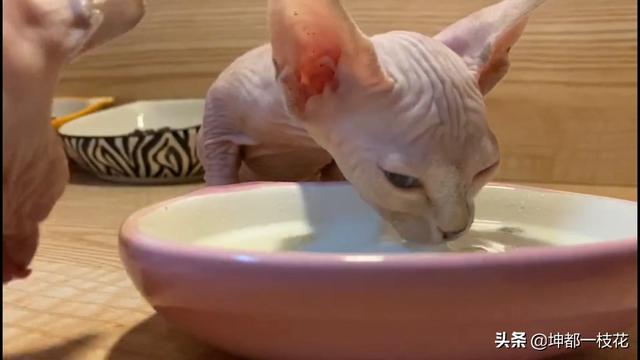 小奶猫长牙之后怎么办:刚睁眼的小奶猫如何喂养？ 小奶猫长牙了可以断奶吗