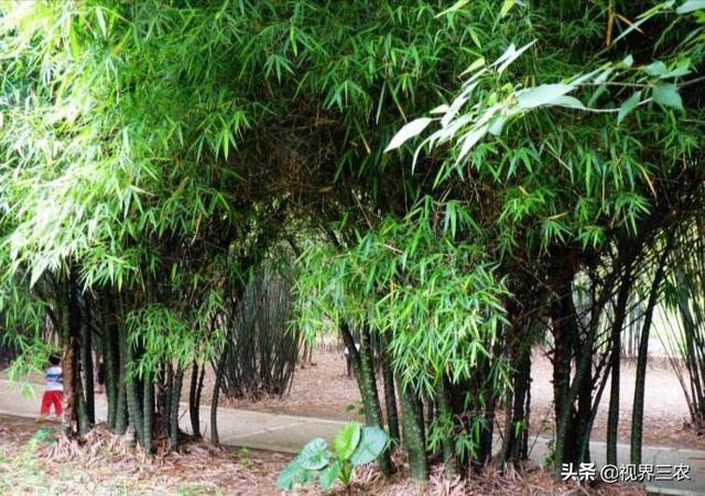 罗汉竹:罗汉竹图片 种植罗汉竹有哪些注意事项，如何提高出笋率？