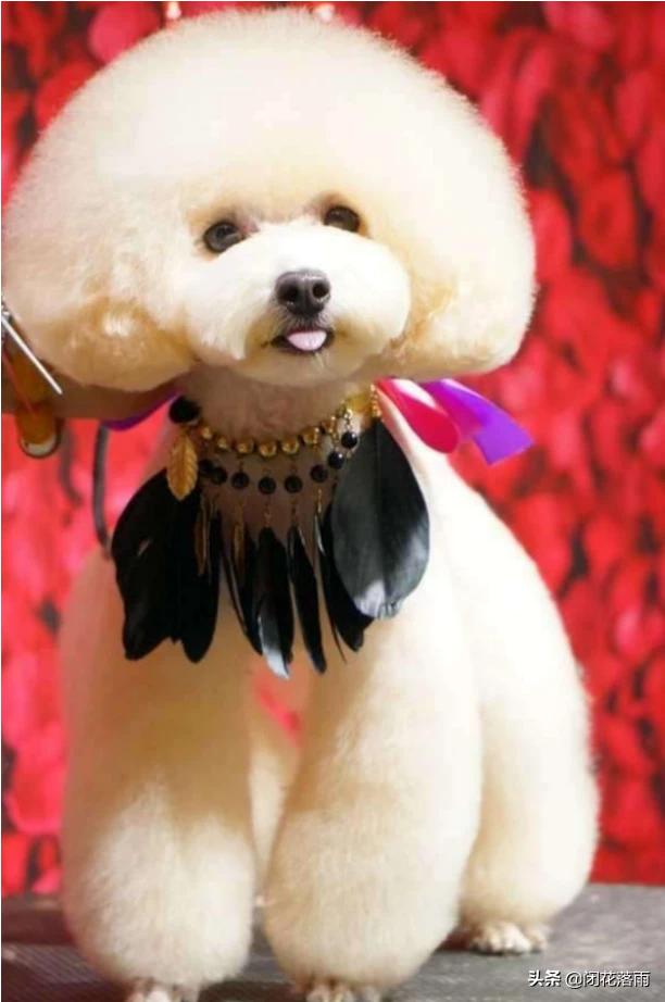 北京宠物狗贝生吉犬的性格特点:贵宾犬常见的性格有哪几种呢？