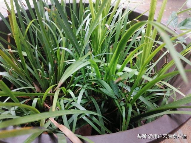高压锅做气锅鸡需要多长时间？
