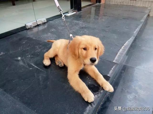 金毛狗狗图片:金毛或者大型犬一般活到几岁去世，是否需要绝育？