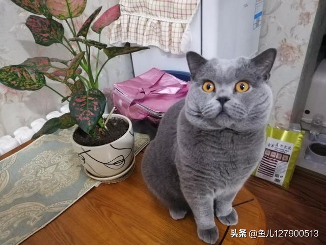 养了一年多的猫咪，家里到处都是毛，还有味道，有点不想养了怎么办？插图54