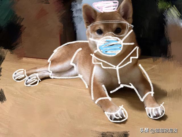 犬冠状病毒:狗狗得了冠状，该不该禁食禁水？