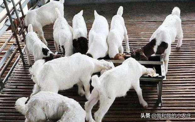 百灭宁要用多少天:羊舍消毒主要用什么？消毒有必要空舍消毒吗？