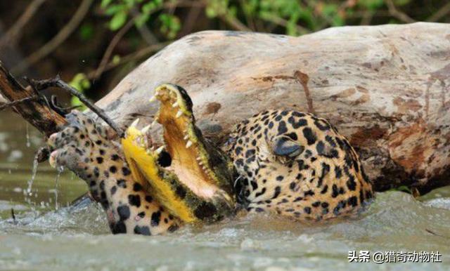 鳄鱼被虎鲨“猛追”约2分钟，在亚马逊河中站三分钟会受到哪些伤害