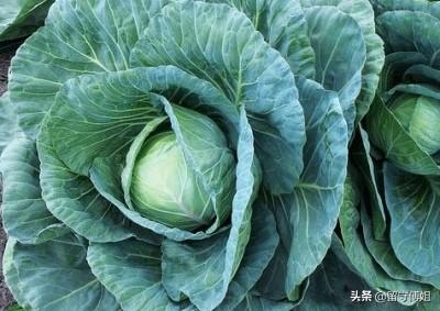 苗圃照片:苗圃有哪些常用肥以及如何施肥？