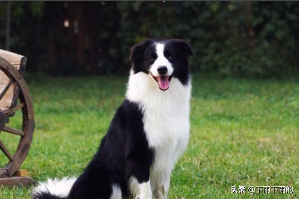 边牧:你知道边牧的优点和缺点，以及怎么挑选小边吗？