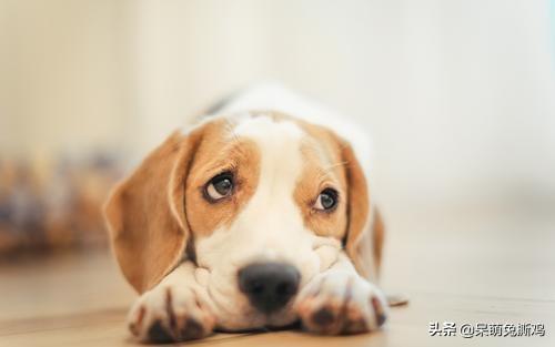 哈巴狗:如何解读狗剩，二狗子，狗腿子，哈巴狗这些词语？
