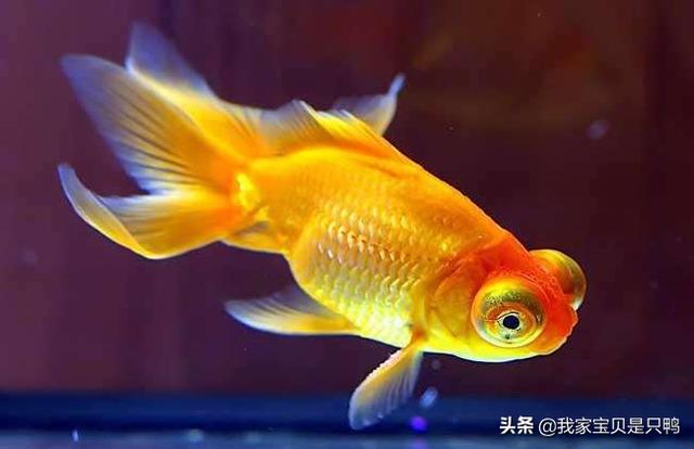 宠物猫的种类和价格图片:养有品种的猫和土猫的差别大吗？ 宠物猫蓝猫的价格图片