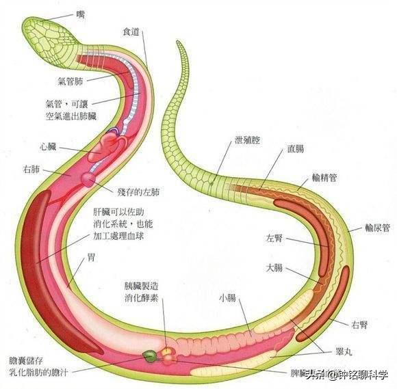 田螺的身体结构图片