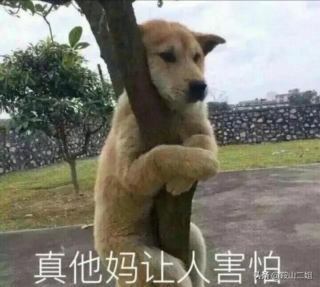 小呆augus照片:2020年了，当年的锦鲤女孩信小呆，现在怎么样了？