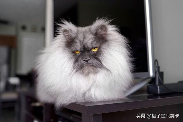 缅因猫:家里买了只缅因猫宝宝，原住民极端不待见怎么办？